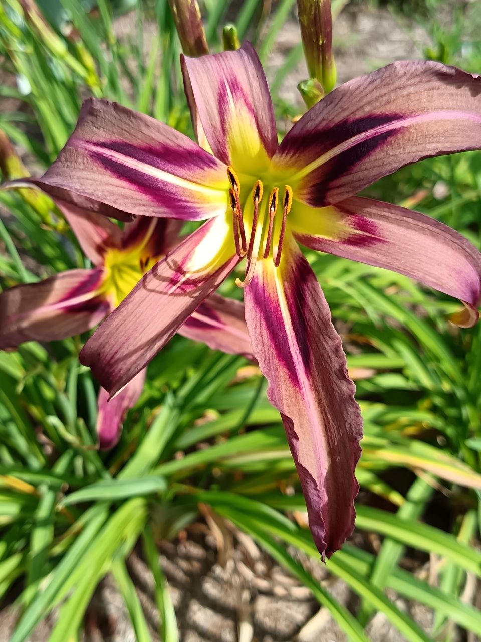 Black Arrowhead Daylily