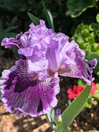 By Jeeves Bearded Iris