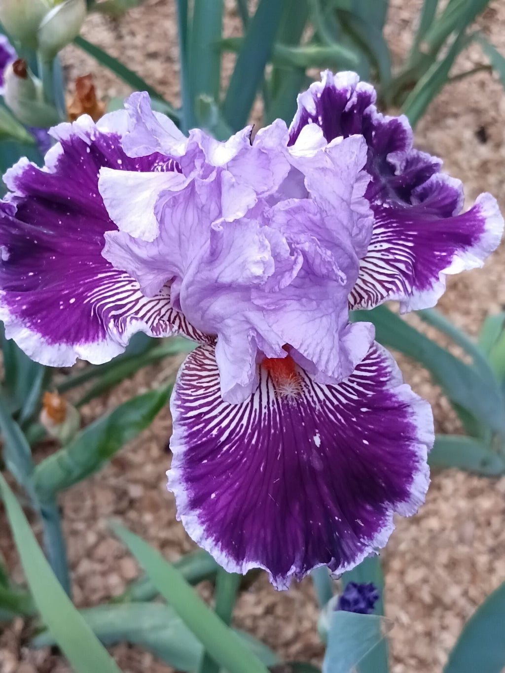 By Jeeves Bearded Iris
