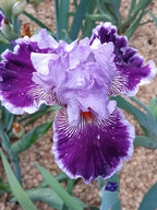 By Jeeves Bearded Iris