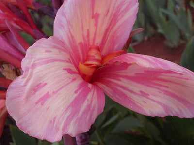 Seed - Medium to Tall | Canna Lily