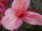 Seed - Medium to Tall | Canna Lily