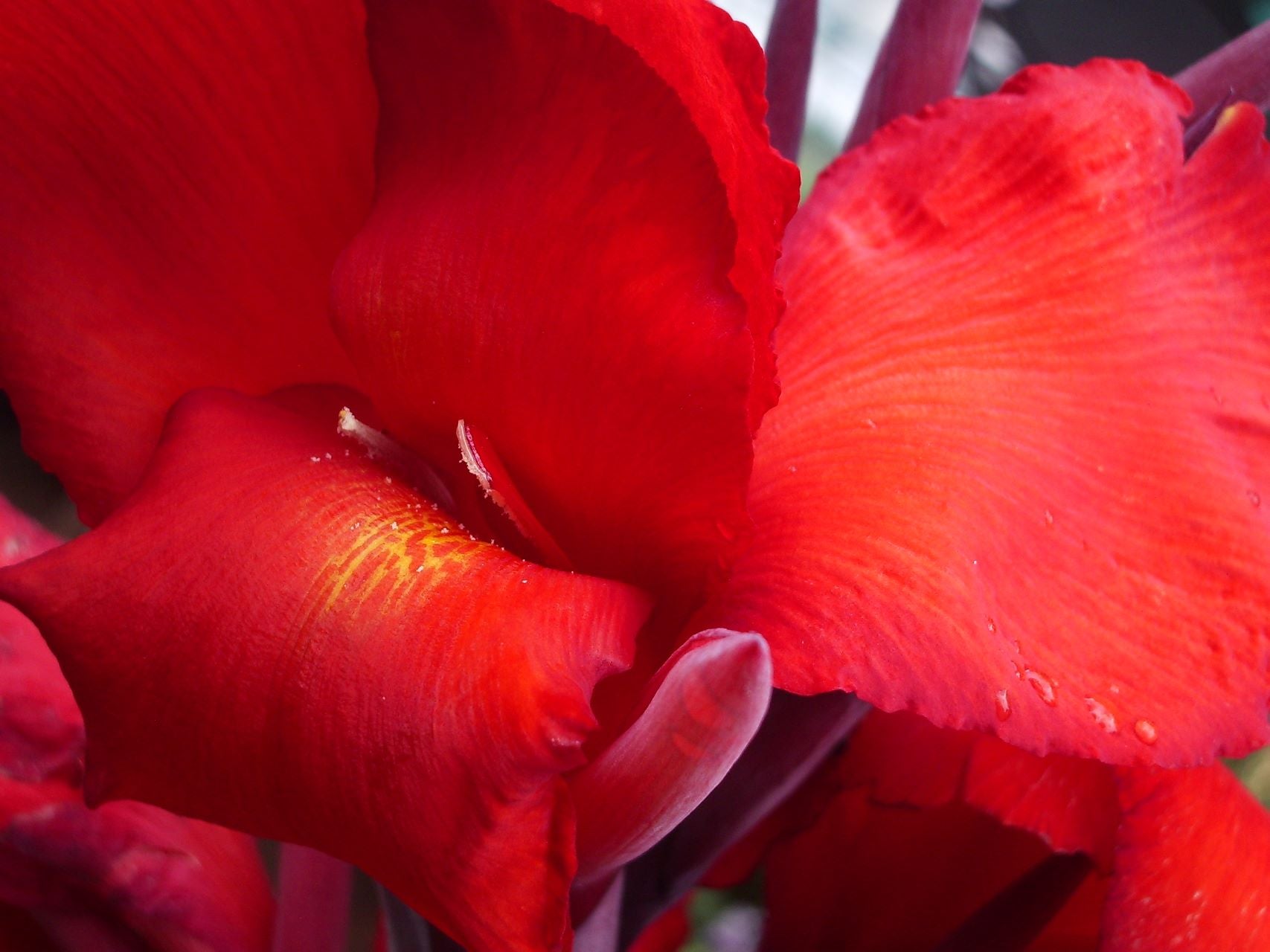 King Humbert | Canna Lily