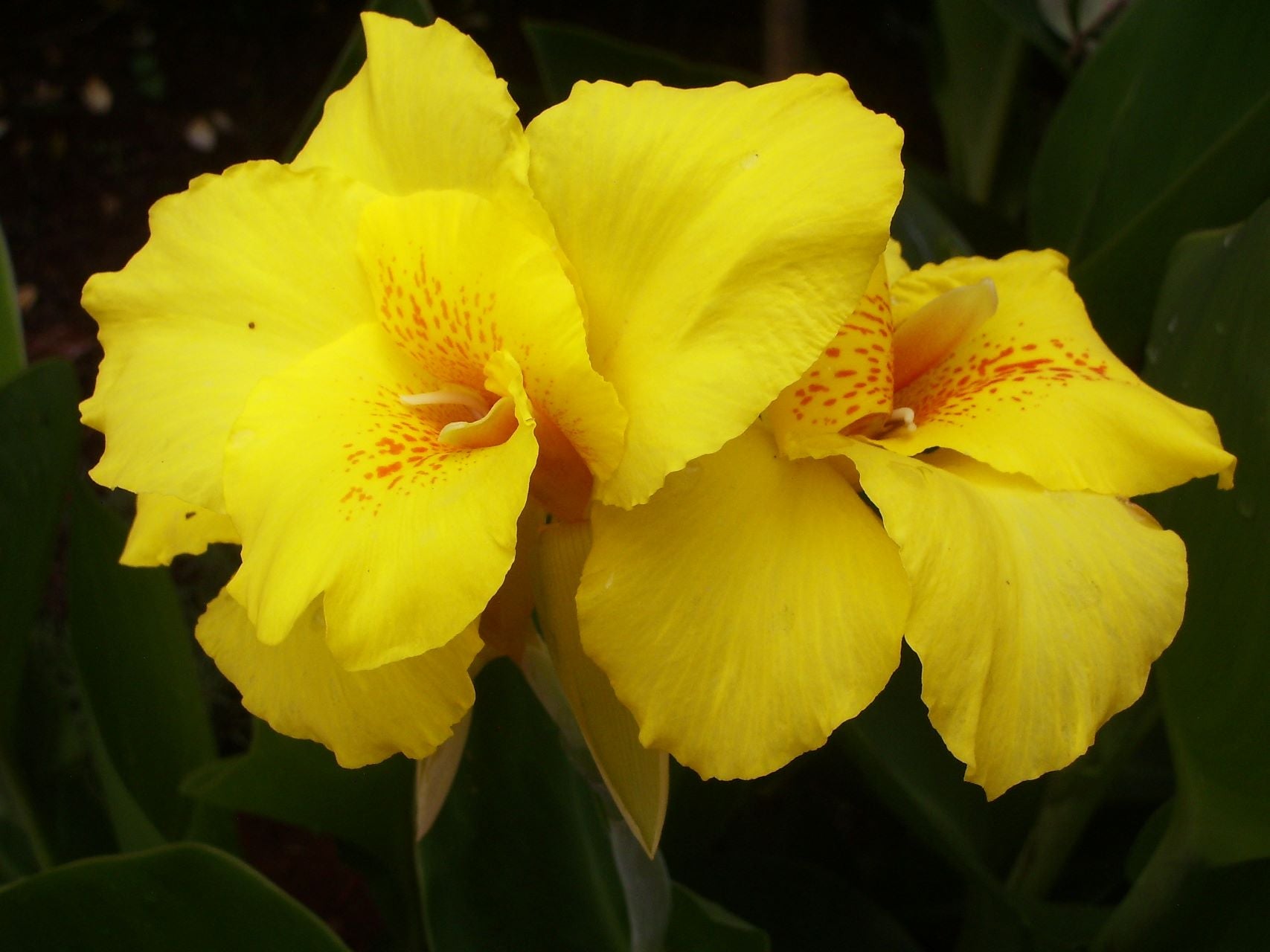 Richard Wallace | Canna Lily