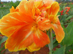 Golden Glory | Canna Lily