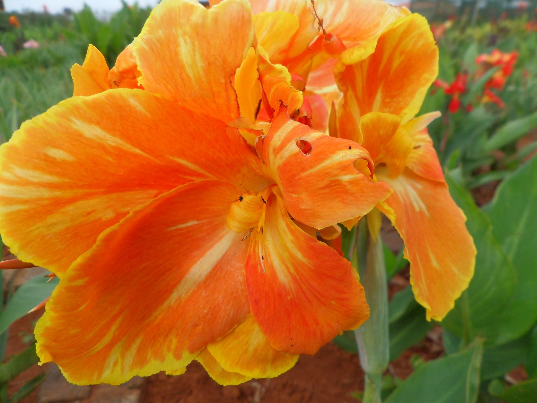 Golden Glory | Canna Lily