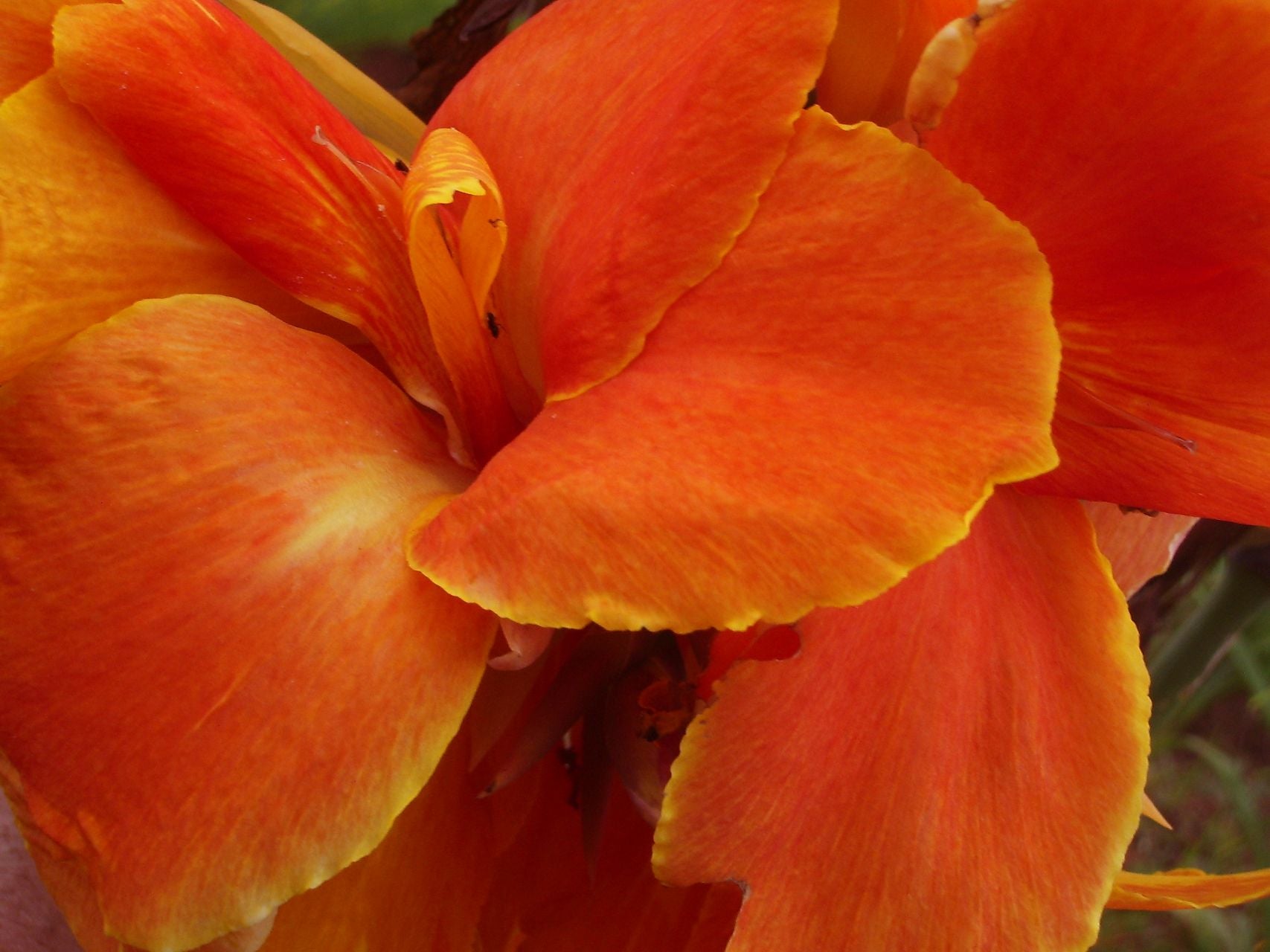 Golden Glory | Canna Lily