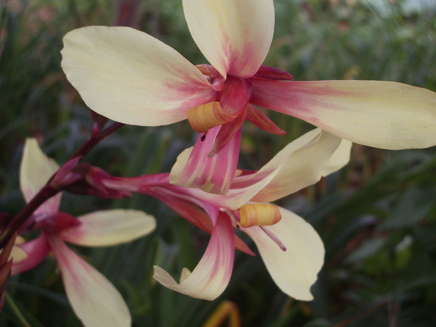 Panaché | Canna Lily