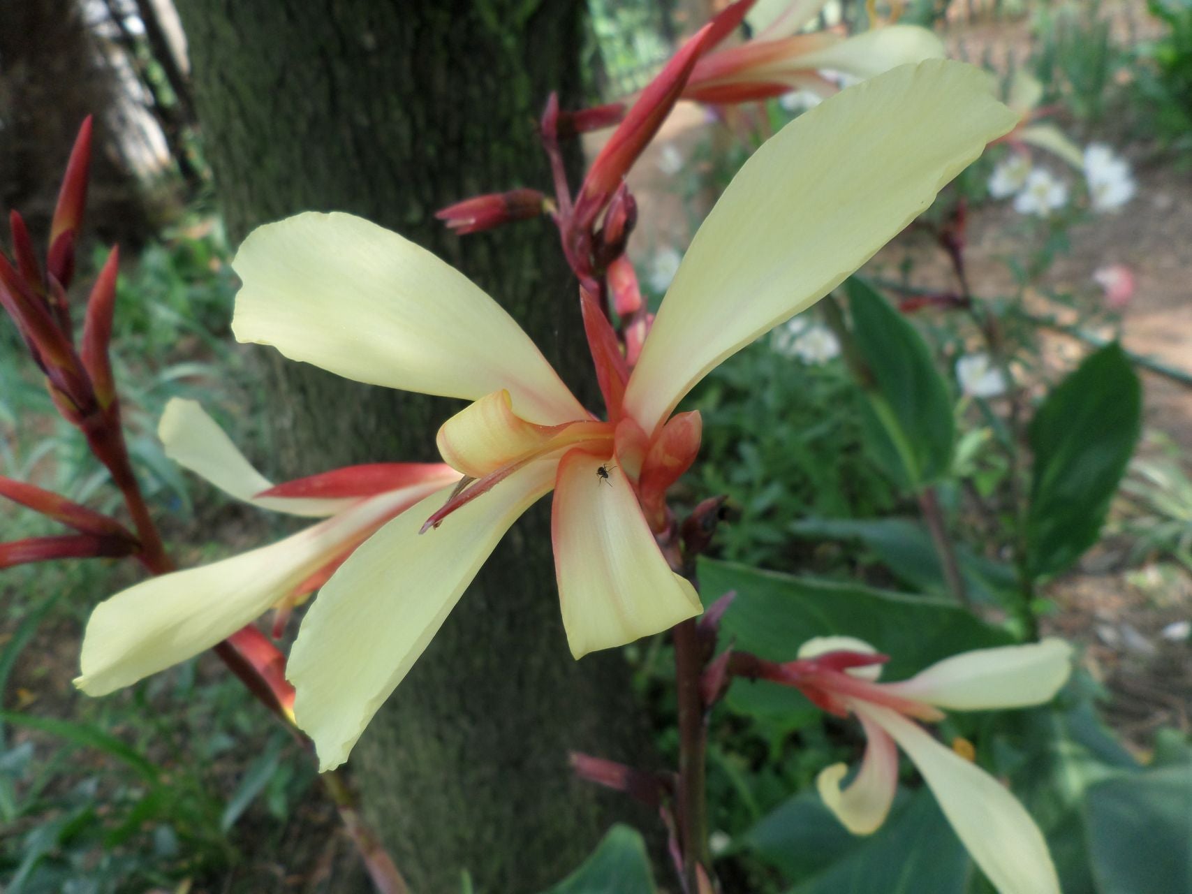 Panaché | Canna Lily