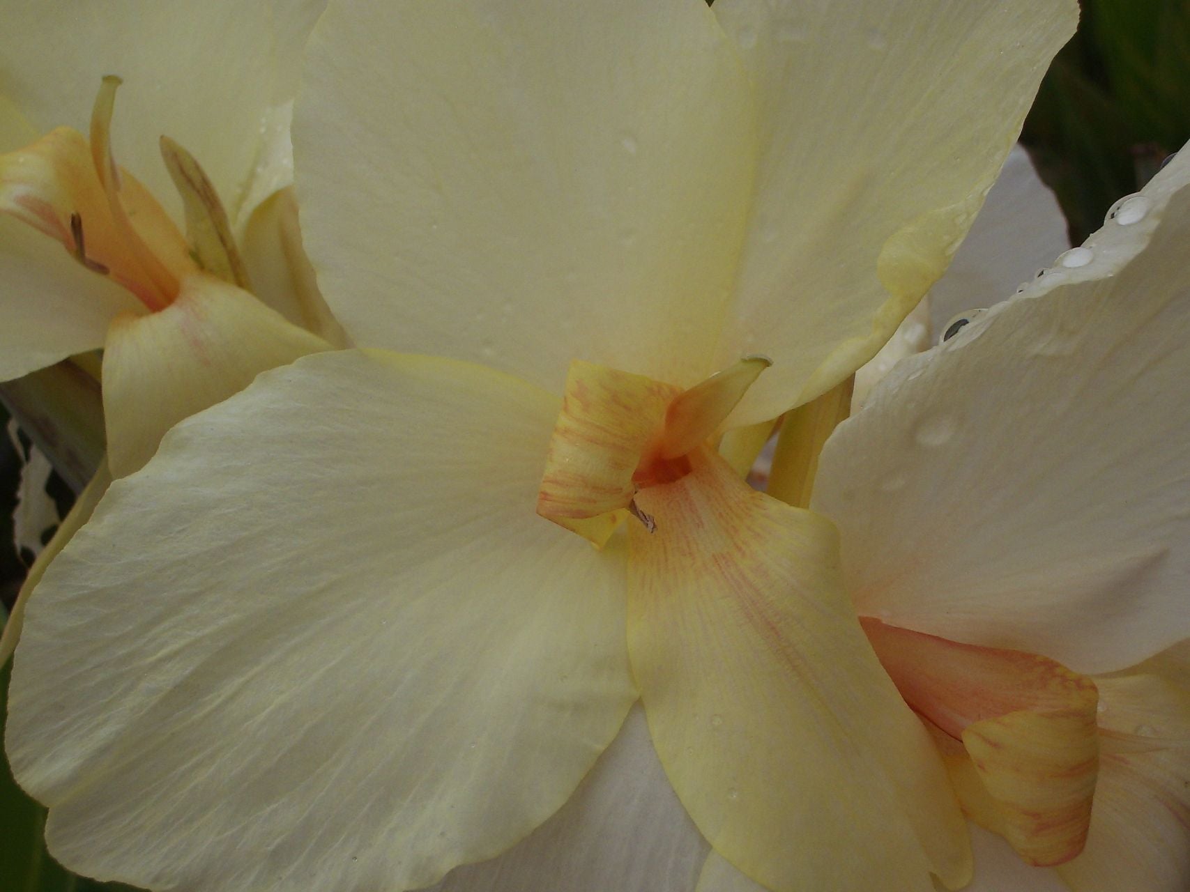 Ermine | Canna Lily