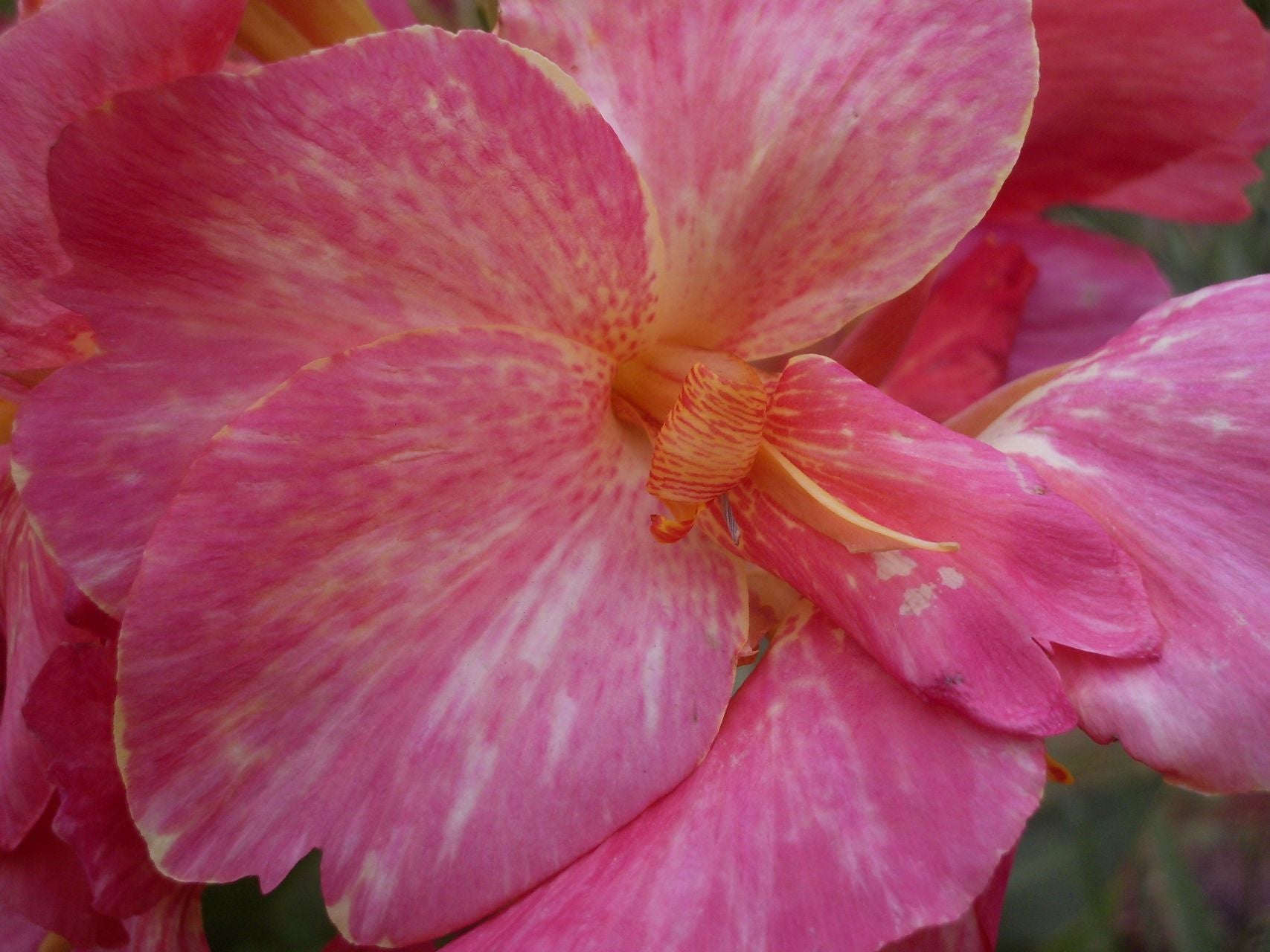 Pink Parfait | Canna Lily