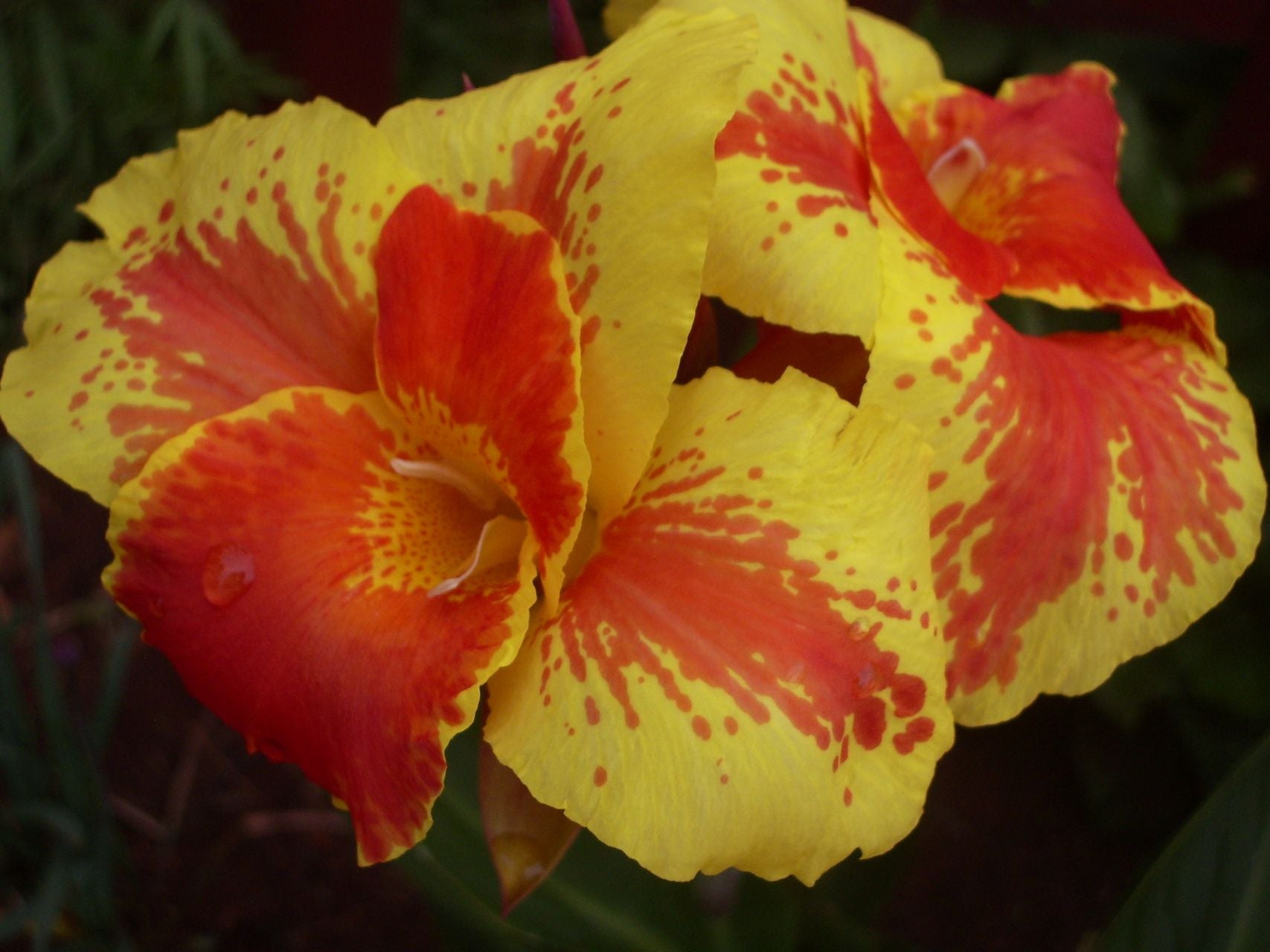 Italia | Canna Lily