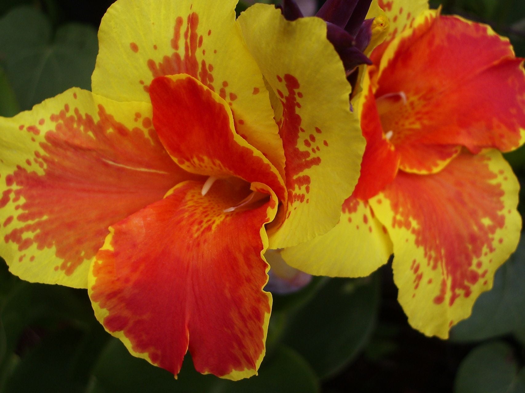 Italia | Canna Lily