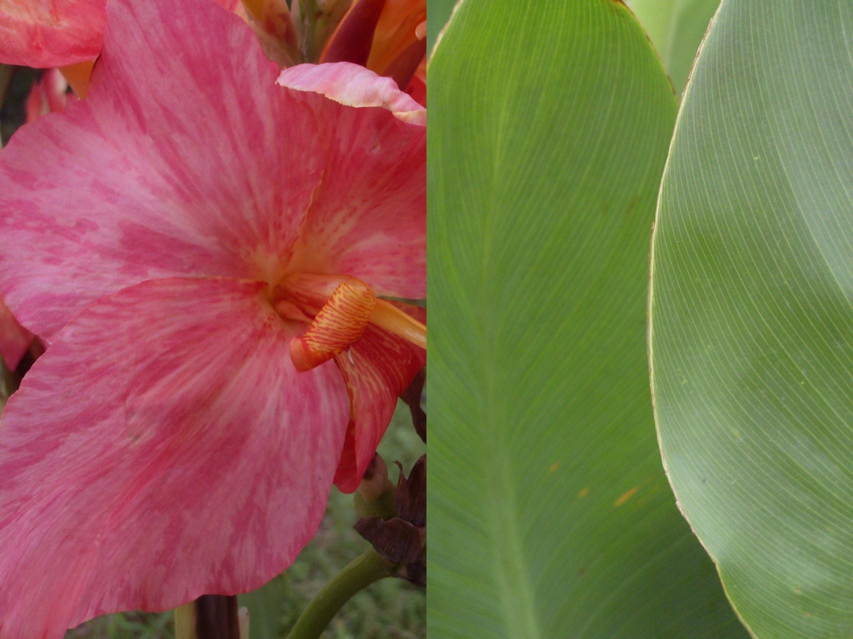 Pink Parfait | Canna Lily