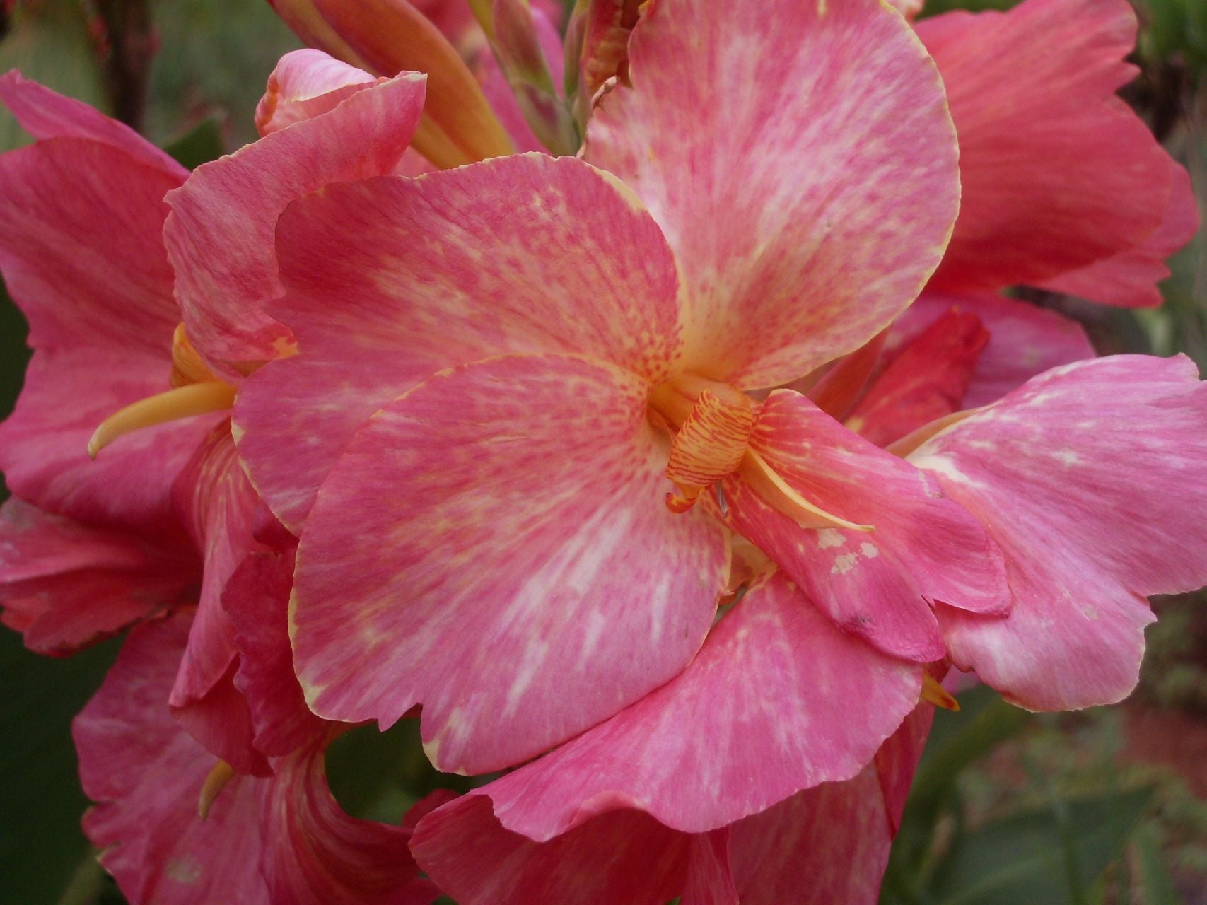 Pink Parfait | Canna Lily