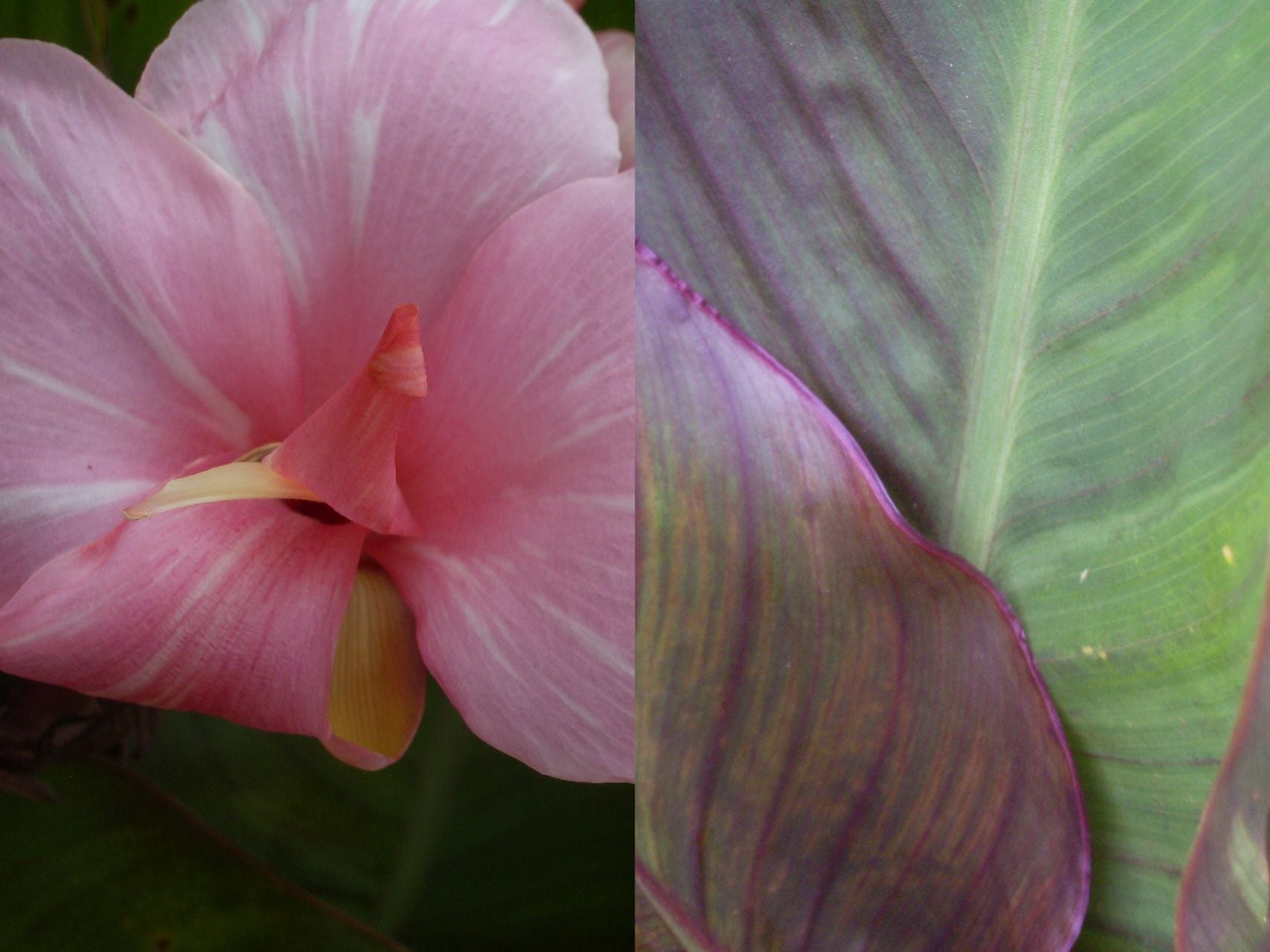Uys* | Canna Lily