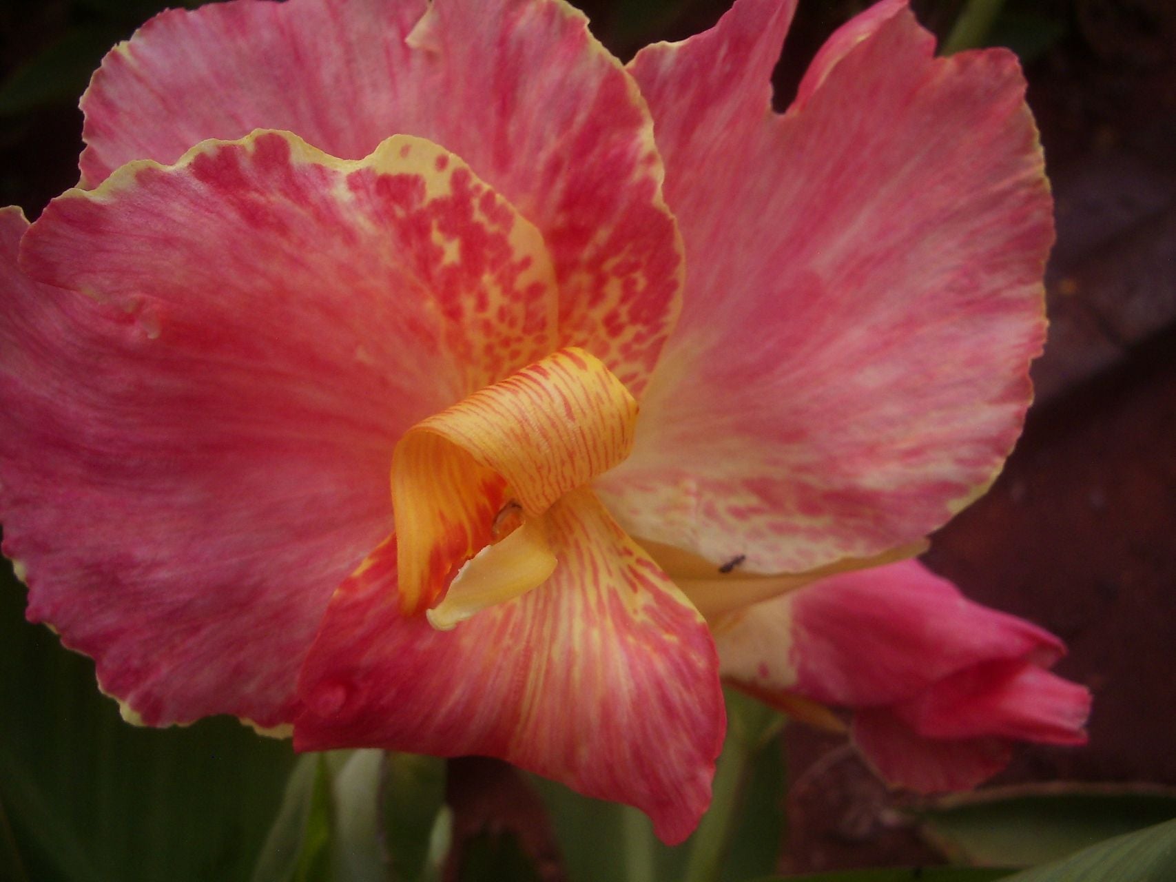 Pink Parfait | Canna Lily