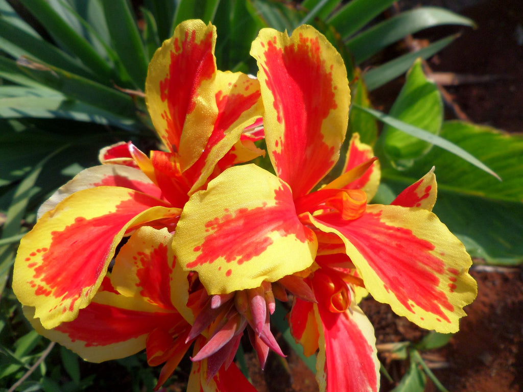 Queen Charlotte | Canna Lily