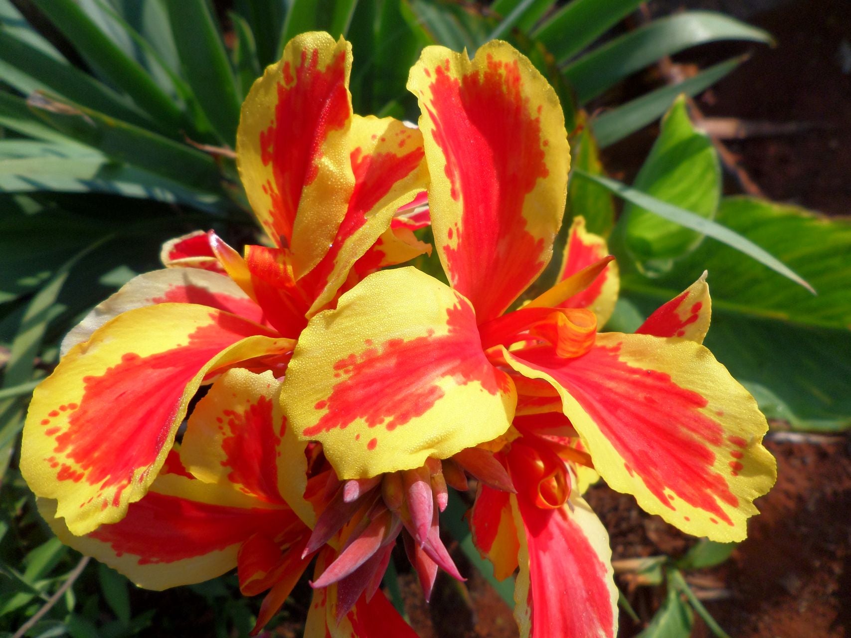 Queen Charlotte | Canna Lily