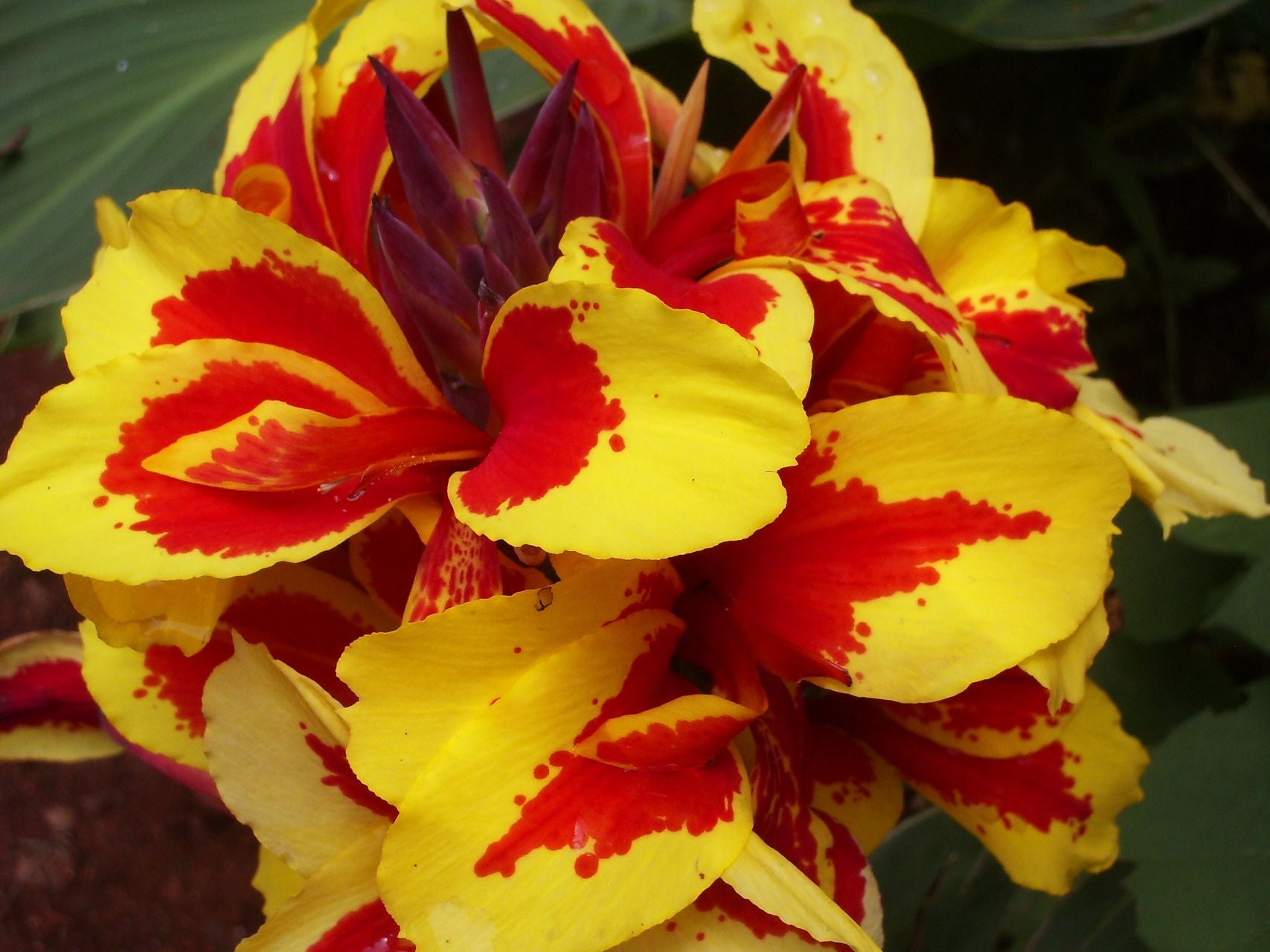 Queen Charlotte | Canna Lily