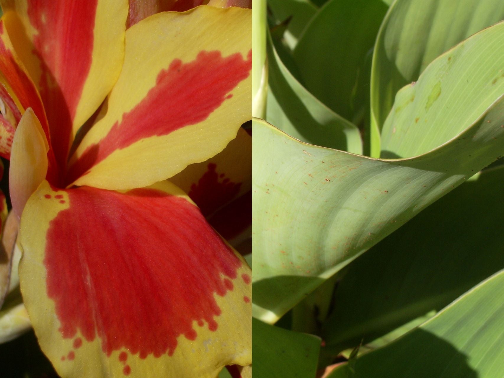 Queen Charlotte | Canna Lily