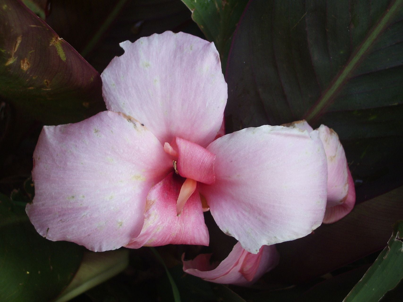 Uys* | Canna Lily