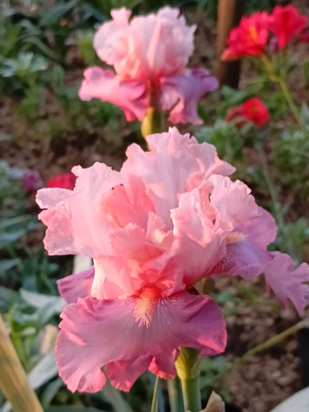 Countess Cameo* Bearded Iris