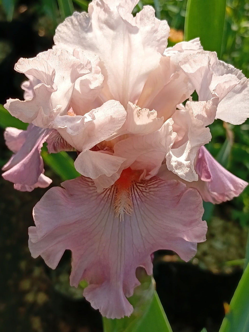 Countess Cameo* Bearded Iris