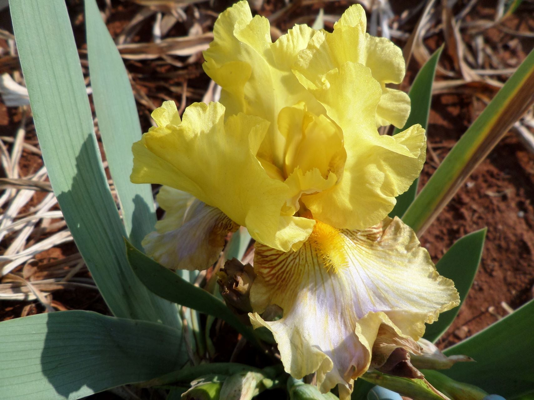 Crème Brûlée Bearded Iris