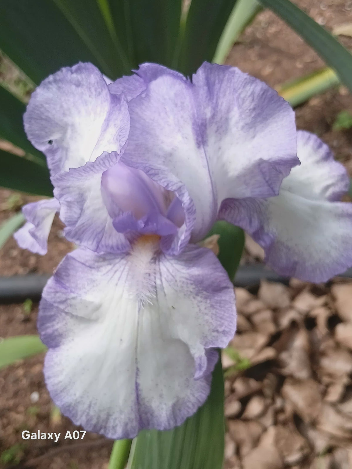 Dancer's Veil Bearded Iris
