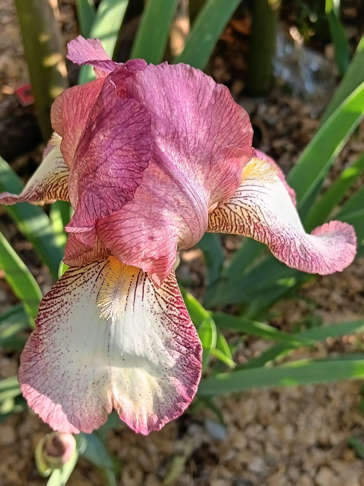 Dawn Reflection Bearded Iris