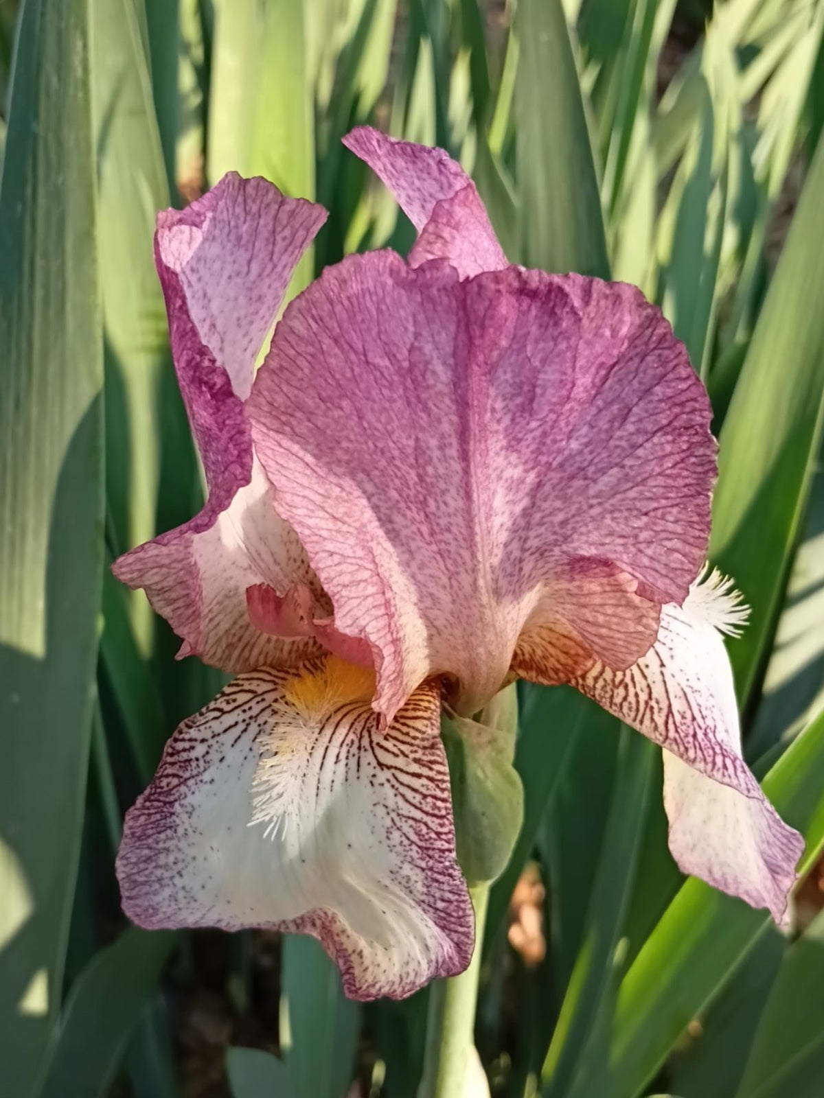 Dawn Reflection Bearded Iris