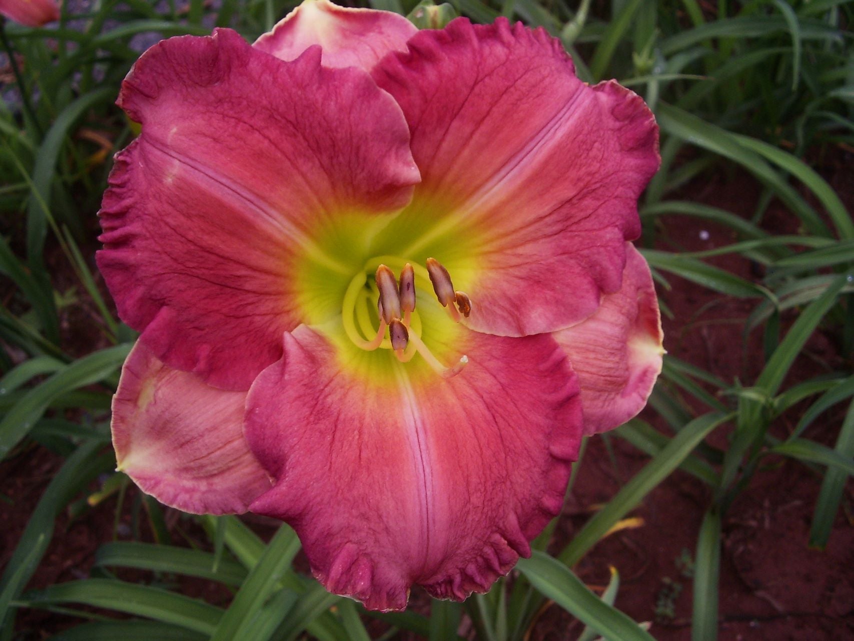 Molina Pink Loveliness | Daylily