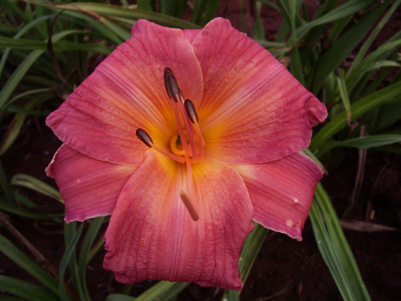 Sari | Daylily