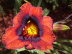 Velvet Eyes | Daylily