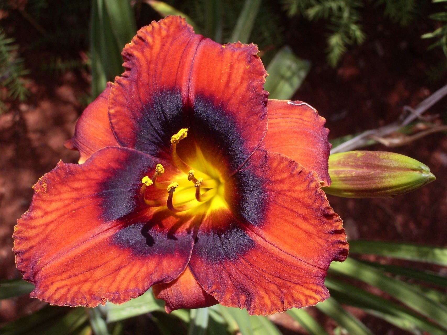 Velvet Eyes Daylily