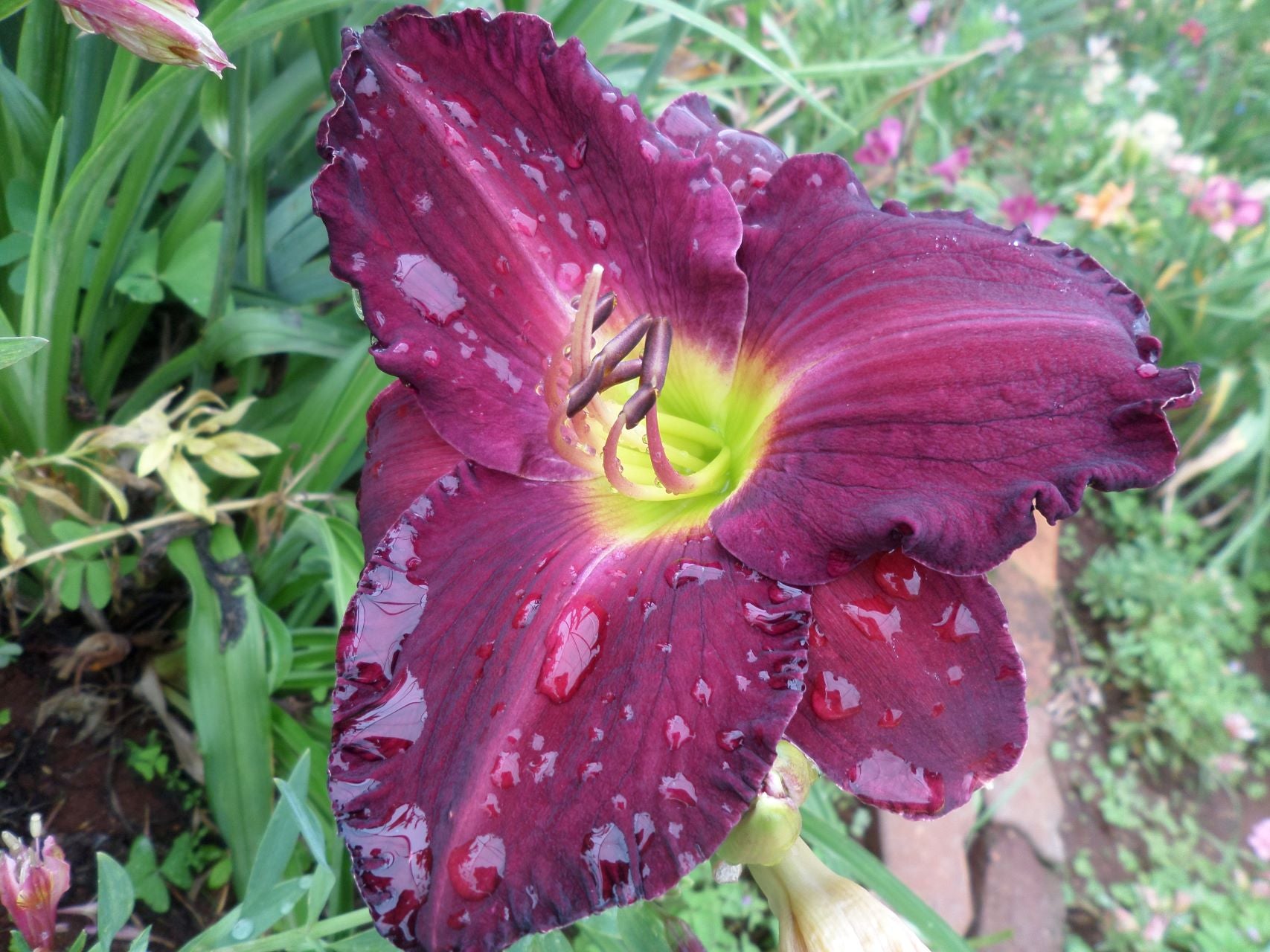 Purple Show* | Daylily