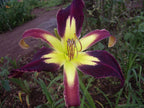 Applique | Daylily