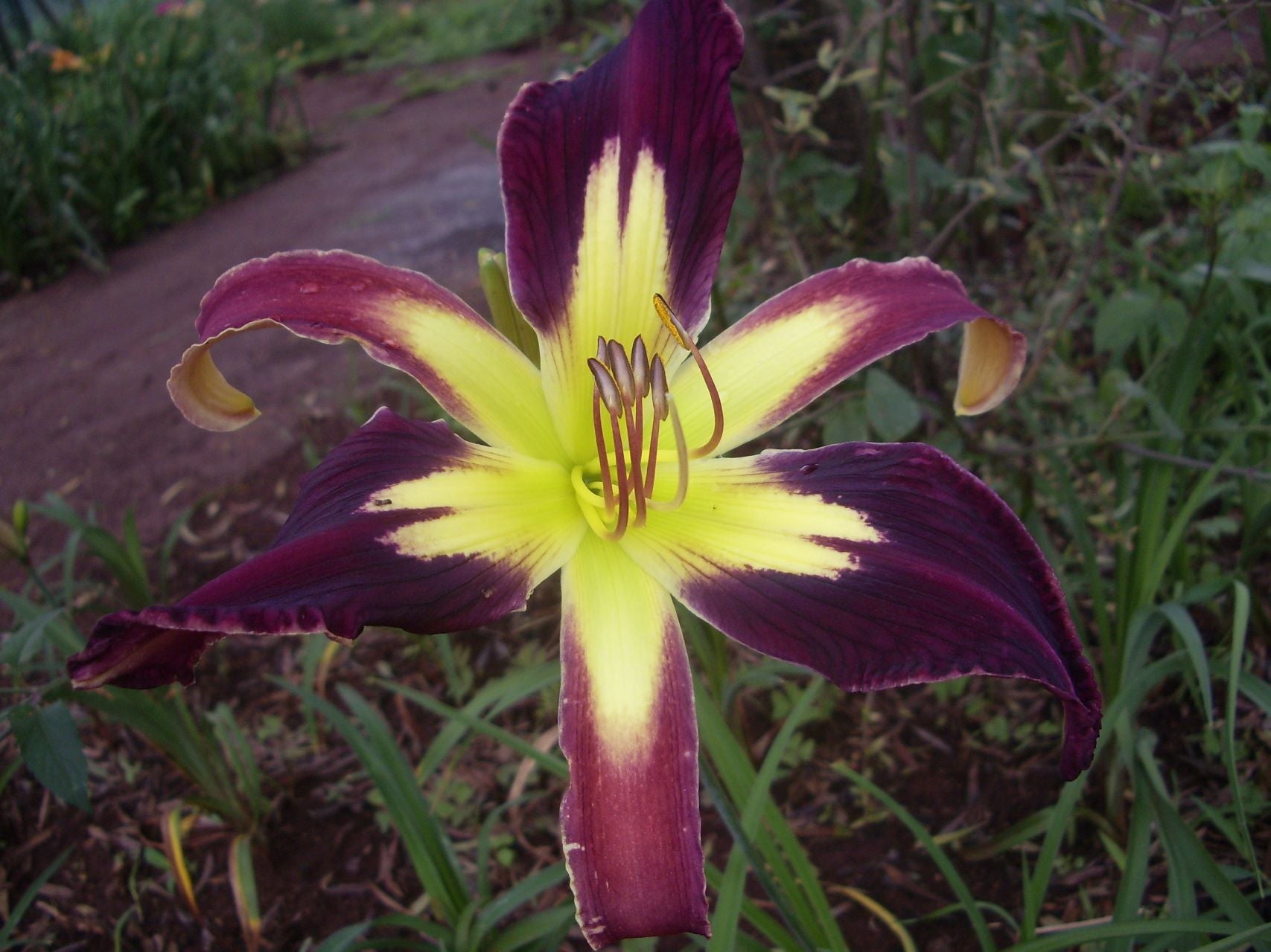 Appliqué Daylily