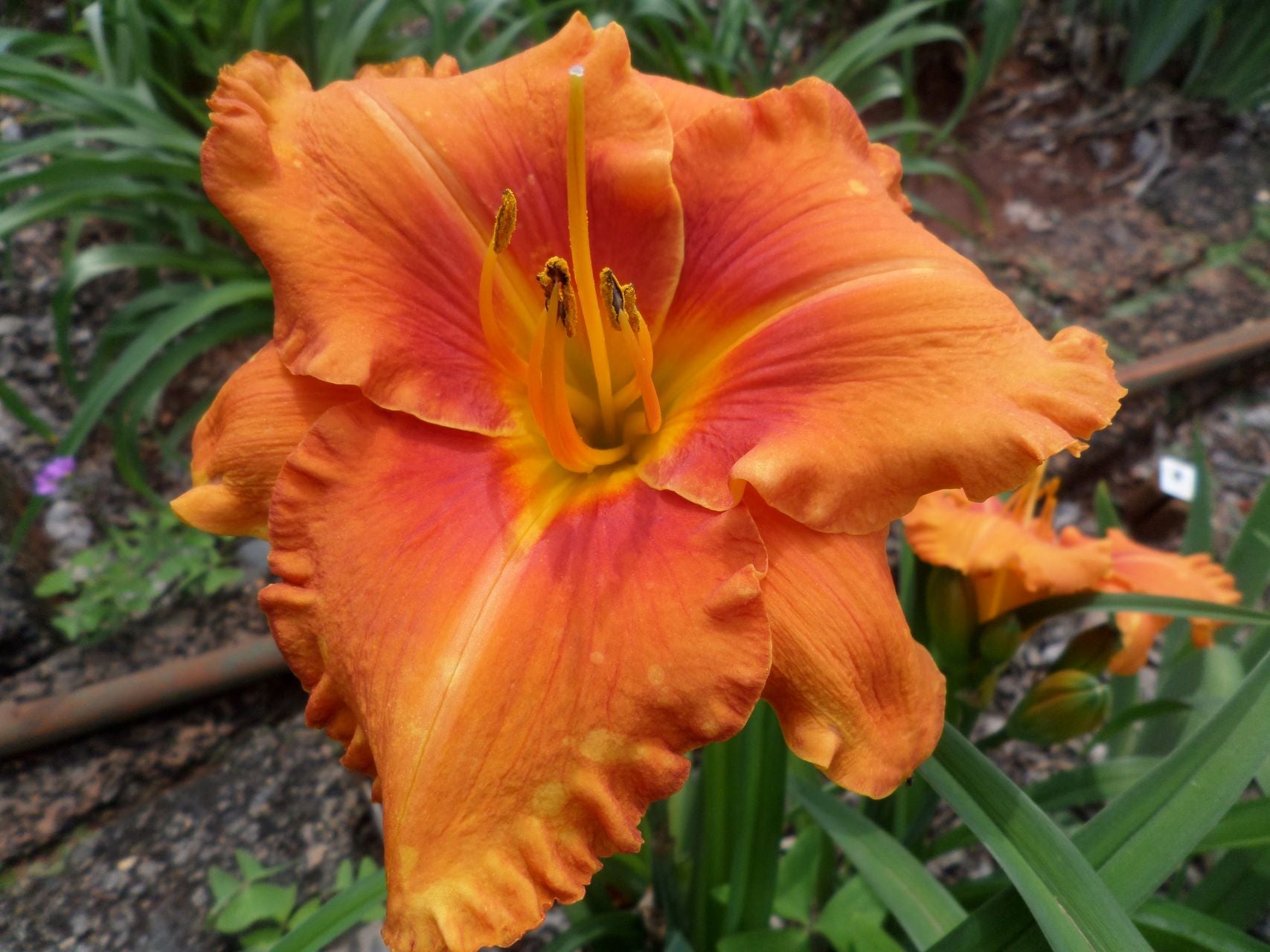 Tropical Heatwave Daylily