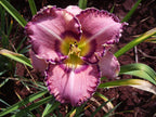 Mardi Gras Ball | Daylily