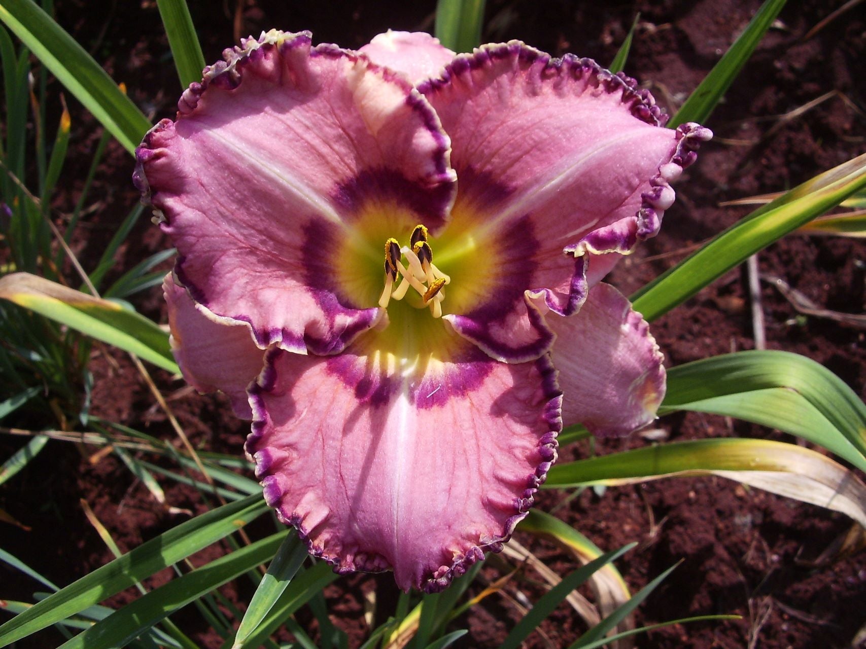 Mardi Gras Ball Daylily