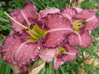 Mardi Gras Ball | Daylily