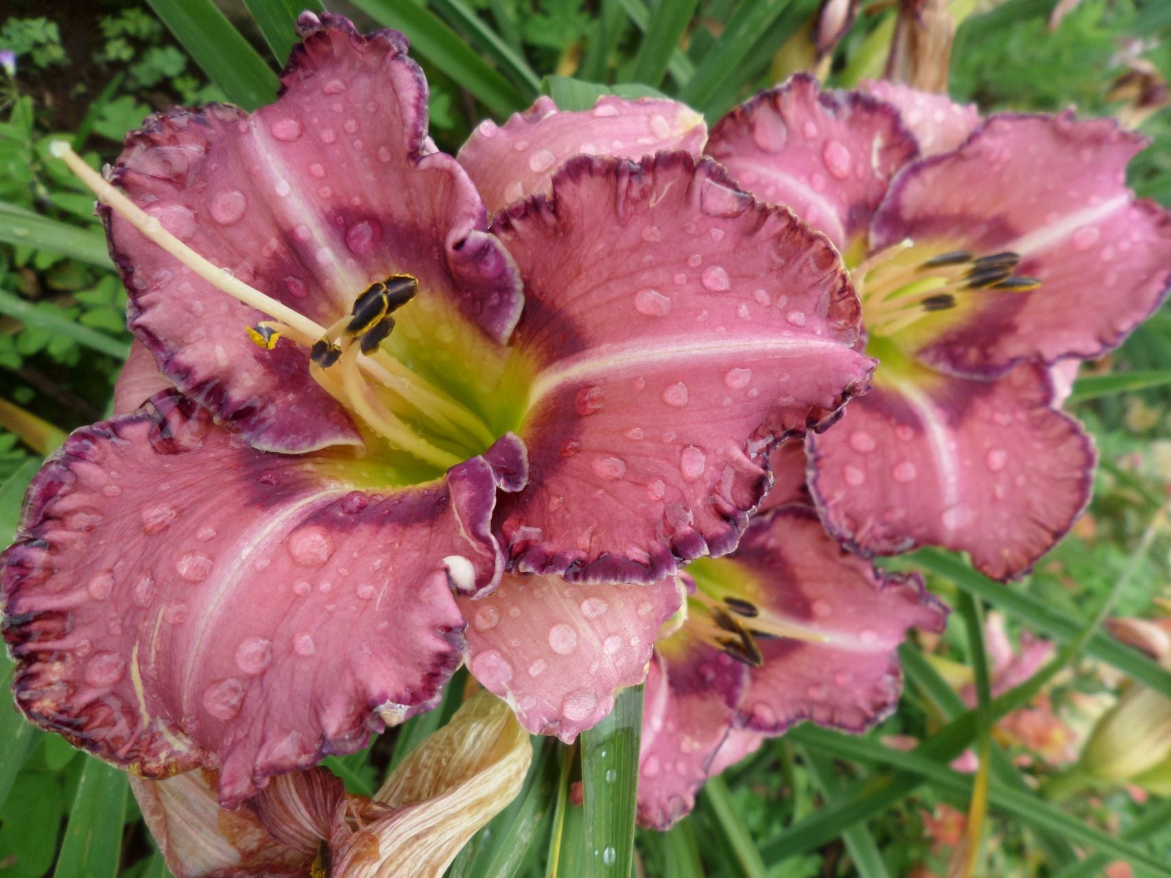 Mardi Gras Ball Daylily