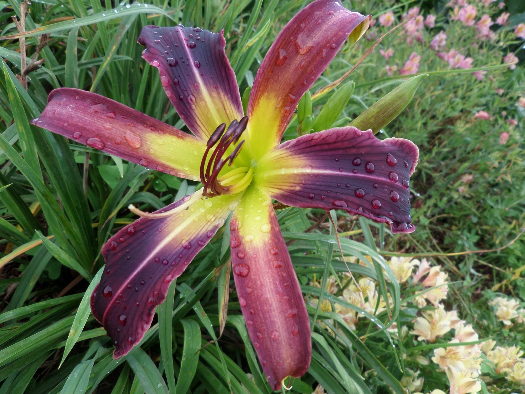 Waiting In The Wings Daylily