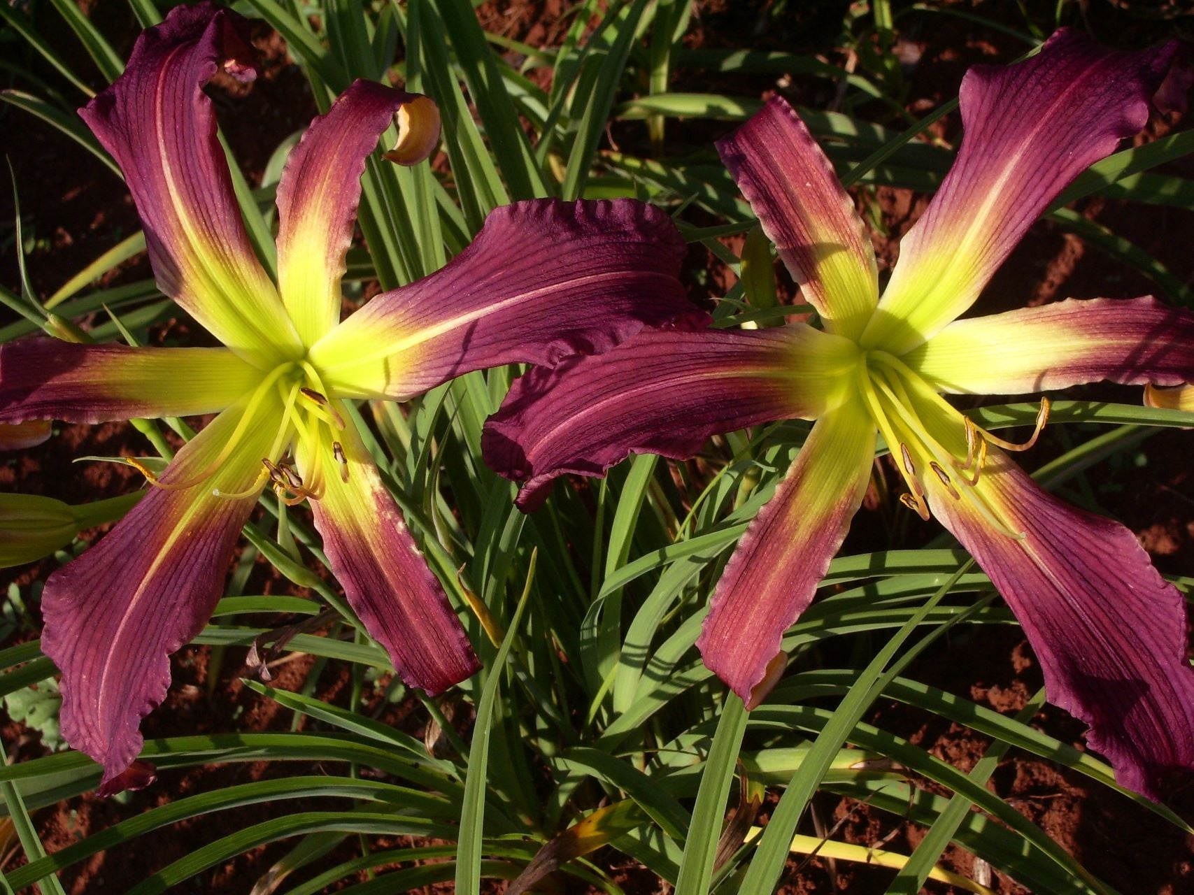 Yabba Dabba Doo Daylily