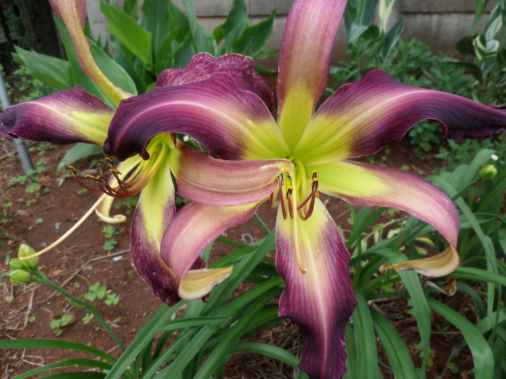 Bali Watercolor Daylily