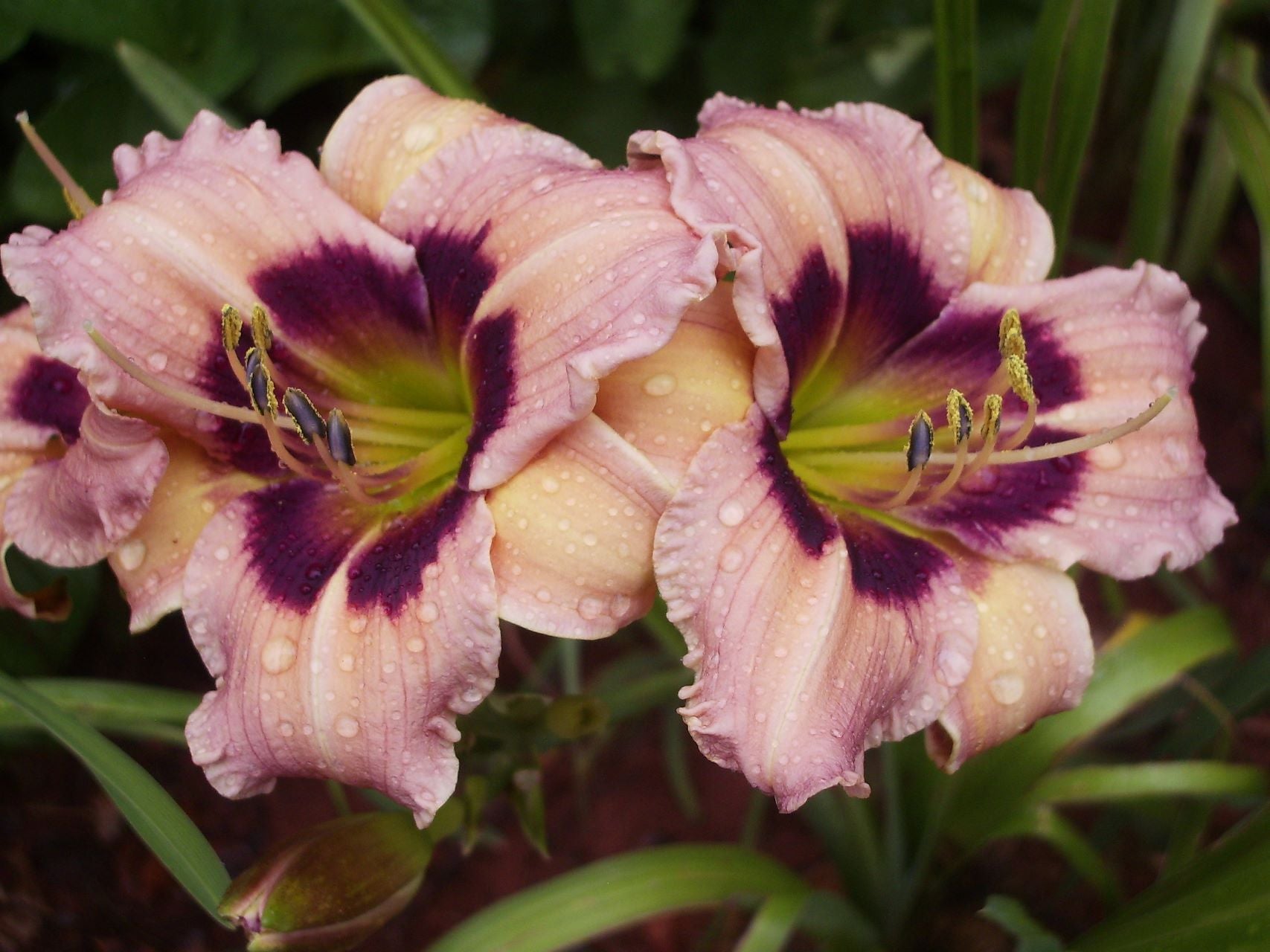 Siloam Bo-Peep | Daylily