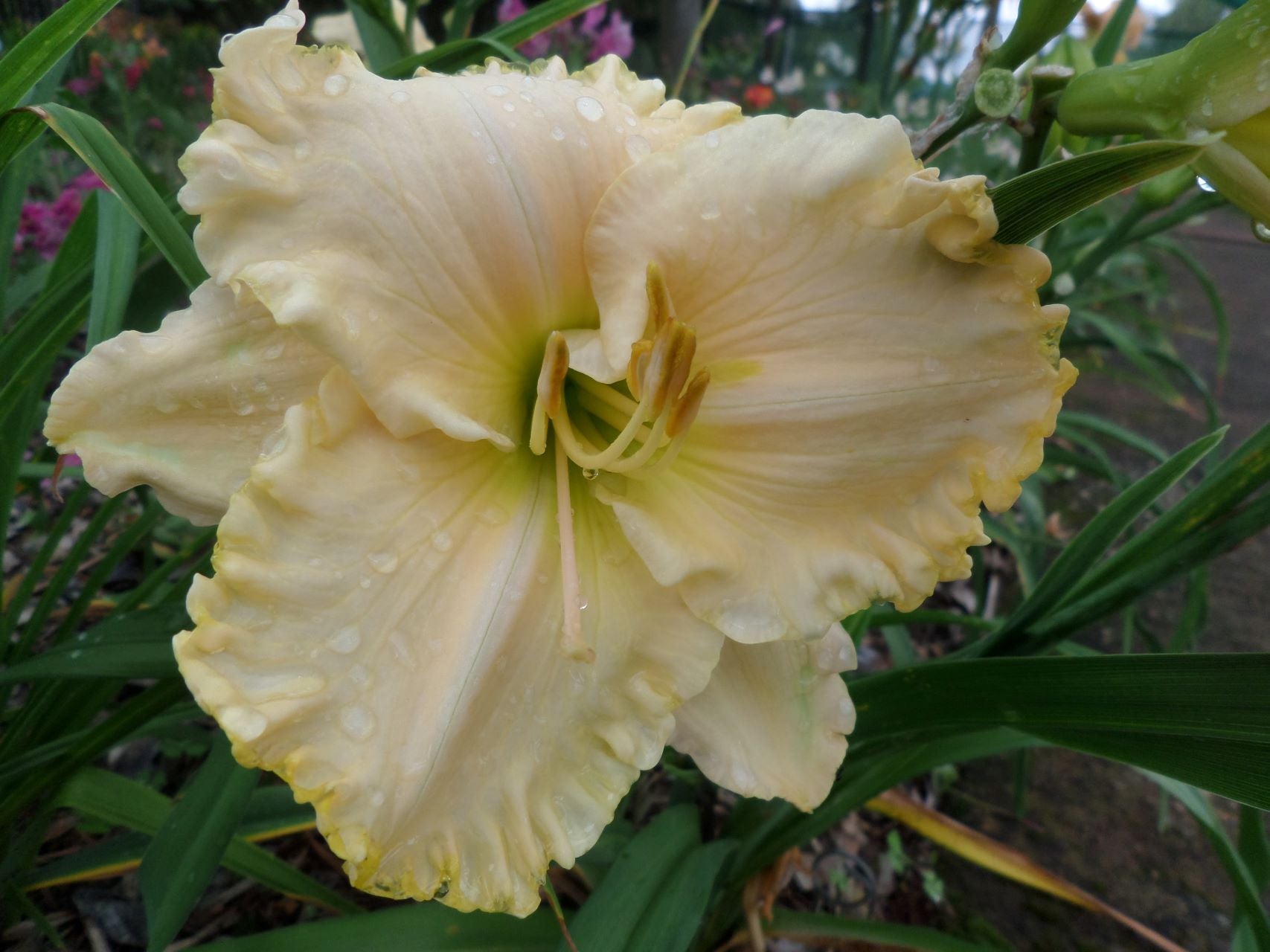 Moment In The Sun | Daylily