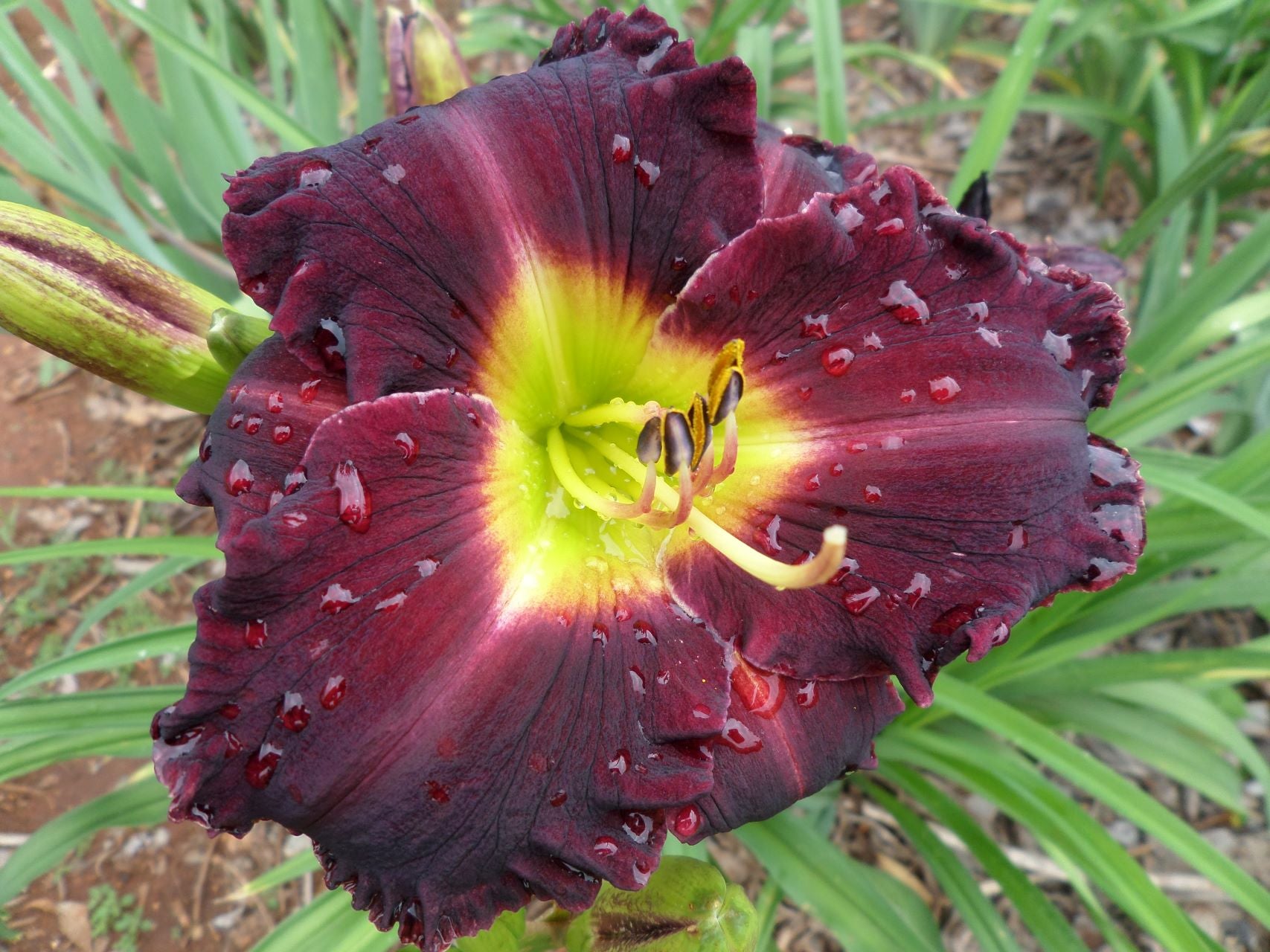 Evening Enchantment Daylily
